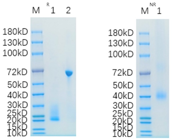 Lane 1: CD3E & CD3D-377H; Lane 2: BSA
